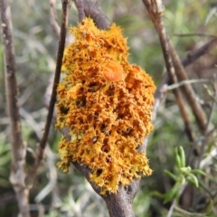 Teloschistes sp. (genus) at Kambah, ACT - 19 Aug 2021