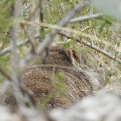 Vombatus ursinus (Common wombat, Bare-nosed Wombat) at Bullen Range - 19 Aug 2021 by HelenCross