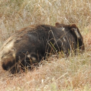 Vombatus ursinus at Kambah, ACT - 19 Aug 2021