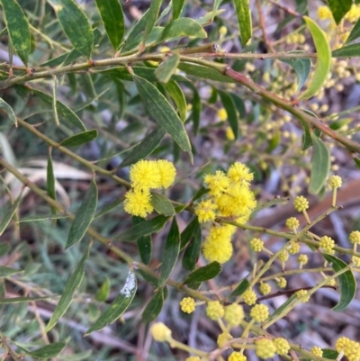 Unidentified Wattle at Campbell, ACT - 19 Aug 2021 by SilkeSma