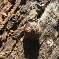 Cornu aspersum (Common Garden Snail) at Red Hill to Yarralumla Creek - 14 Aug 2021 by Tapirlord