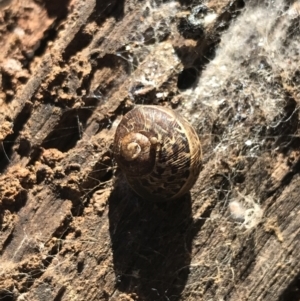 Cornu aspersum at Deakin, ACT - 14 Aug 2021 10:45 AM