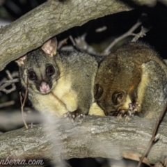 Trichosurus vulpecula (Common Brushtail Possum) at Hughes, ACT - 13 Aug 2021 by BIrdsinCanberra