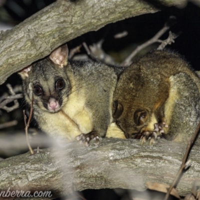 Trichosurus vulpecula (Common Brushtail Possum) at Hughes, ACT - 13 Aug 2021 by JonSteinbeck