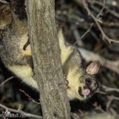 Trichosurus vulpecula at Hughes, ACT - 13 Aug 2021