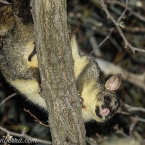 Trichosurus vulpecula at Hughes, ACT - 13 Aug 2021 07:26 PM