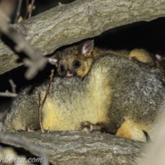 Trichosurus vulpecula at Hughes, ACT - 13 Aug 2021