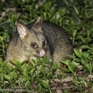 Trichosurus vulpecula at Hughes, ACT - 13 Aug 2021 07:26 PM