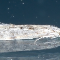 Leptoceridae sp. (family) (Long-horned caddisfly) at Ainslie, ACT - 10 Aug 2021 by jb2602