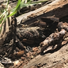 Lycidae sp. (family) (Net-winged beetle) at Red Hill to Yarralumla Creek - 14 Aug 2021 by Tapirlord