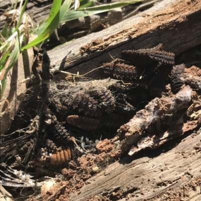 Lycidae sp. (family) (Net-winged beetle) at Red Hill to Yarralumla Creek - 14 Aug 2021 by Tapirlord