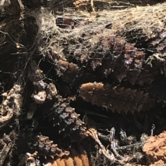 Lycidae sp. (family) at Deakin, ACT - 14 Aug 2021