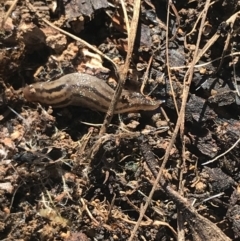 Ambigolimax nyctelia (Striped Field Slug) at Hughes, ACT - 14 Aug 2021 by Tapirlord