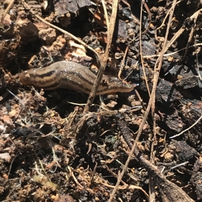 Ambigolimax sp. (valentius and waterstoni) (Striped Field Slug) at Hughes, ACT - 14 Aug 2021 by Tapirlord