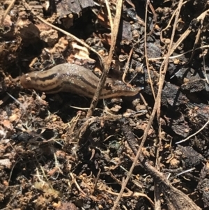 Ambigolimax nyctelia at Hughes, ACT - 14 Aug 2021