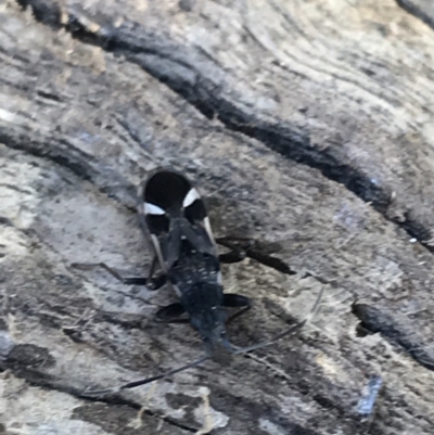 Dieuches sp. (genus) (Black and White Seed Bug) at Deakin, ACT - 14 Aug 2021 by Tapirlord