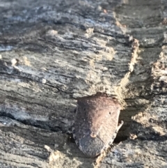 Dictyotus conspicuus (A shield or stink bug) at Deakin, ACT - 14 Aug 2021 by Tapirlord