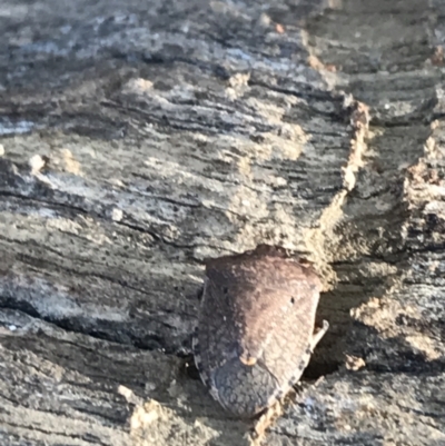 Dictyotus conspicuus (A shield or stink bug) at Deakin, ACT - 14 Aug 2021 by Tapirlord