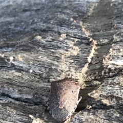 Dictyotus conspicuus at Deakin, ACT - 14 Aug 2021