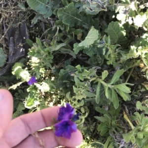 Echium plantagineum at Deakin, ACT - 14 Aug 2021 11:01 AM