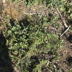 Echium plantagineum at Deakin, ACT - 14 Aug 2021 11:01 AM