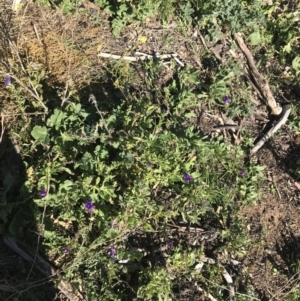 Echium plantagineum at Deakin, ACT - 14 Aug 2021