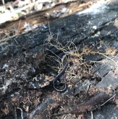 Caenoplana coerulea (Blue Planarian, Blue Garden Flatworm) at Red Hill Nature Reserve - 14 Aug 2021 by Tapirlord