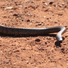 Pseudonaja aspidorhyncha (Strap-snouted brown snake) at Yathong Nature Reserve - 15 Sep 2020 by Harrisi