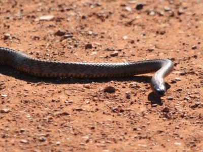 Pseudonaja aspidorhyncha (Strap-snouted brown snake) at Irymple, NSW - 15 Sep 2020 by Harrisi