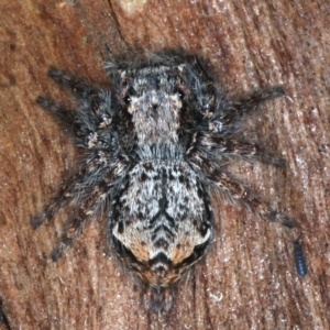 Servaea sp. (genus) at Majura, ACT - 6 Aug 2021 05:31 PM