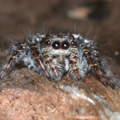 Servaea sp. (genus) at Majura, ACT - 6 Aug 2021 05:31 PM