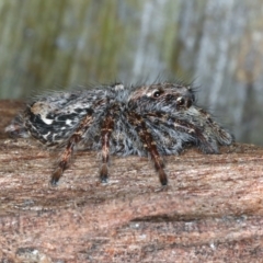 Servaea sp. (genus) at Majura, ACT - 6 Aug 2021 05:31 PM