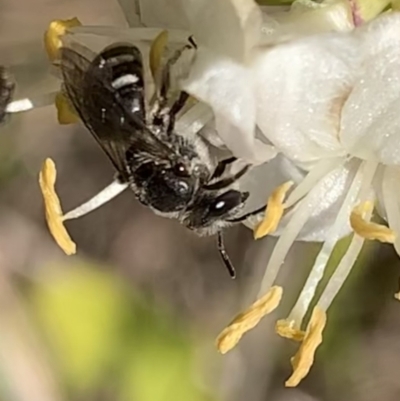 Lasioglossum (Chilalictus) sp. (genus & subgenus) (Halictid bee) at Murrumbateman, NSW - 19 Aug 2021 by SimoneC