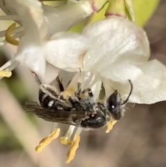 Lasioglossum (Chilalictus) sp. (genus & subgenus) at Murrumbateman, NSW - 19 Aug 2021