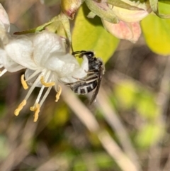 Lasioglossum (Chilalictus) sp. (genus & subgenus) at Murrumbateman, NSW - 19 Aug 2021