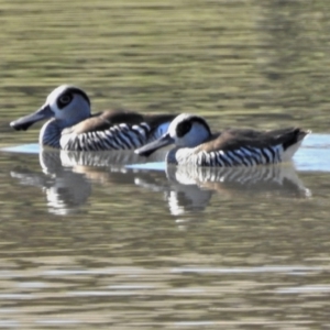 Malacorhynchus membranaceus at Greenway, ACT - 17 Aug 2021