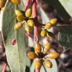 Eucalyptus bridgesiana (Apple Box) at Cook, ACT - 17 Aug 2021 by drakes