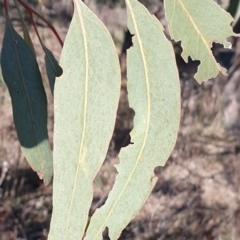 Eucalyptus bridgesiana at Mount Painter - 17 Aug 2021