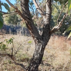 Eucalyptus bridgesiana at Cook, ACT - 17 Aug 2021