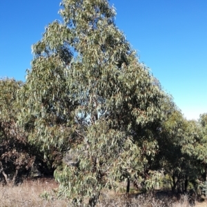 Eucalyptus bridgesiana at Mount Painter - 17 Aug 2021