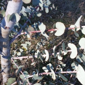 Eucalyptus bridgesiana at Mount Painter - 17 Aug 2021