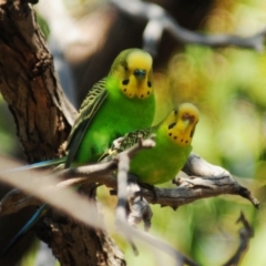 Melopsittacus undulatus (Budgerigar) at Irymple, NSW - 15 Sep 2020 by Harrisi