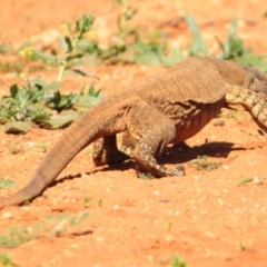 Varanus varius (Lace Monitor) at Irymple, NSW - 16 Sep 2020 by Harrisi