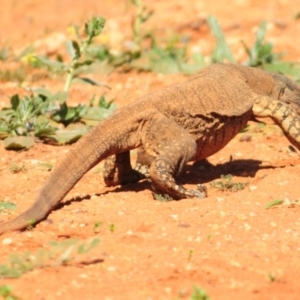 Varanus varius at Irymple, NSW - suppressed