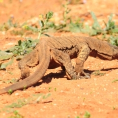 Varanus varius at Irymple, NSW - 16 Sep 2020