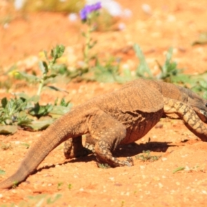 Varanus varius at Irymple, NSW - 16 Sep 2020