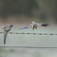 Northiella haematogaster at Yenda, NSW - 18 Sep 2020