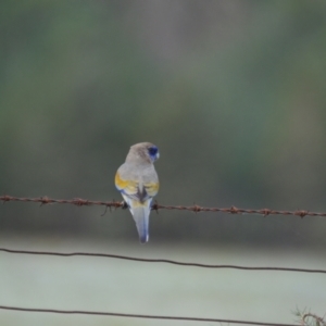 Northiella haematogaster at Yenda, NSW - 18 Sep 2020