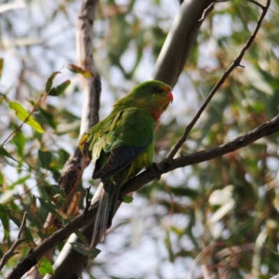 Polytelis swainsonii (Superb Parrot) at Oura, NSW - 19 Sep 2020 by Harrisi