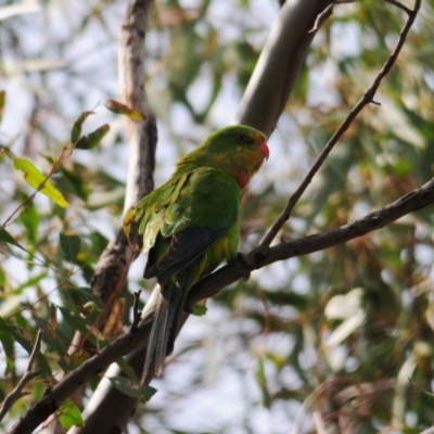 Polytelis swainsonii (Superb Parrot) at Oura, NSW - 20 Sep 2020 by Harrisi